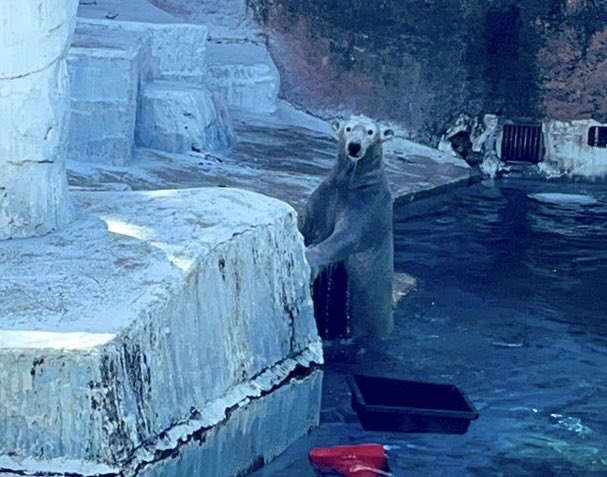 cosipiace's tweet photo. 立つホウちゃん

 #天王寺動物園 
 #ホウちゃん https://t.co/JSAzDxBIaJ