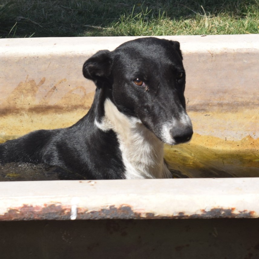 Mañana recibimos en transito a Charo, una galguita rescatada.
Necesito comprar alimento para ella y pagar la consulta veterinaria para hacerle una evaluacion clinica general
Por favor si nos podes dar una mano,
alias: burlete.titan.sandro