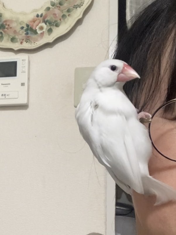 すずハピ tweet media