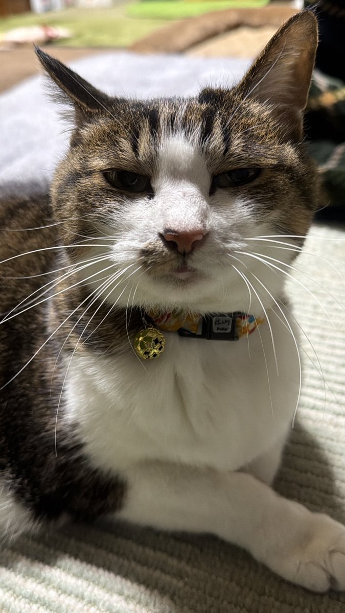 たけし先生(シニア猫チビチビの飼い主) tweet media