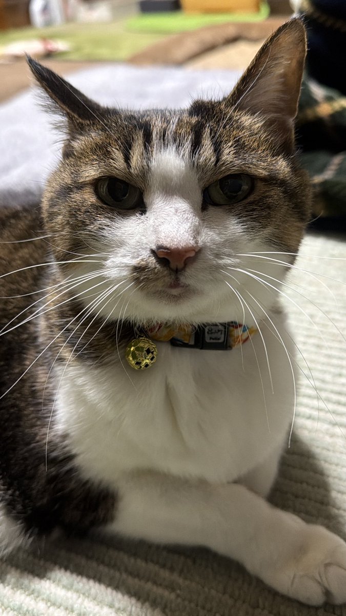 たけし先生(シニア猫チビチビの飼い主) tweet media