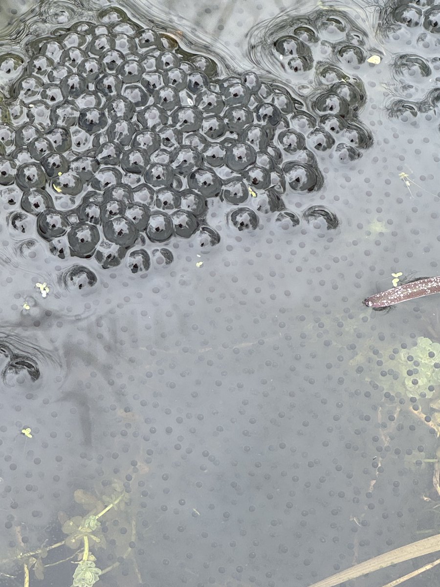 @wildchiswick tweet media