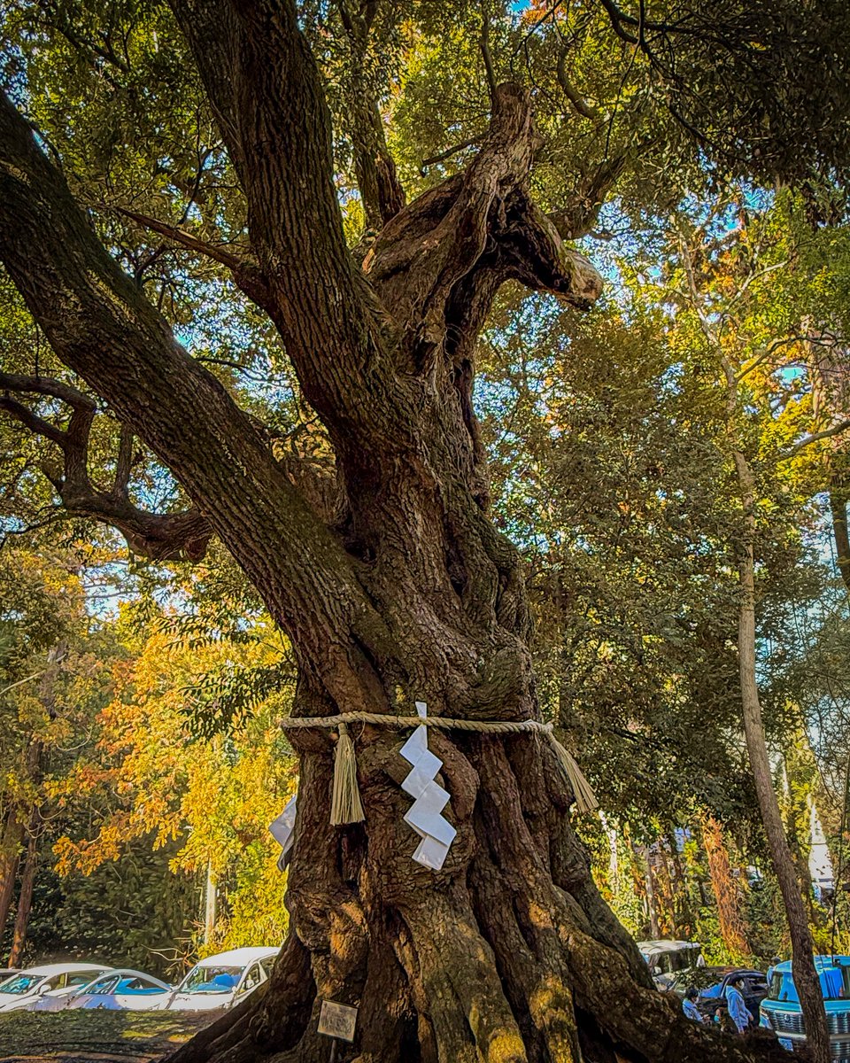 Ryo5uke99's tweet photo. 久しぶりのツーリング
馬の木がある神社
写真だけで分かった人はツウだね https://t.co/UVpZPEkiO5