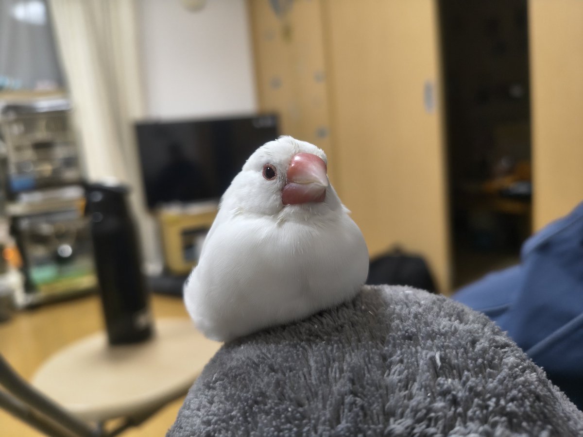 taigasupark's tweet photo. この顔見たら、だいたいの悩みどうでもよくなる。
平和って、こういうことなんだと思う。 https://t.co/YUx7TqJ8j6