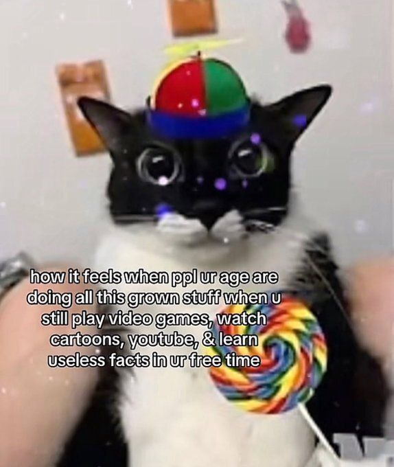 Cool Cat Society tweet media