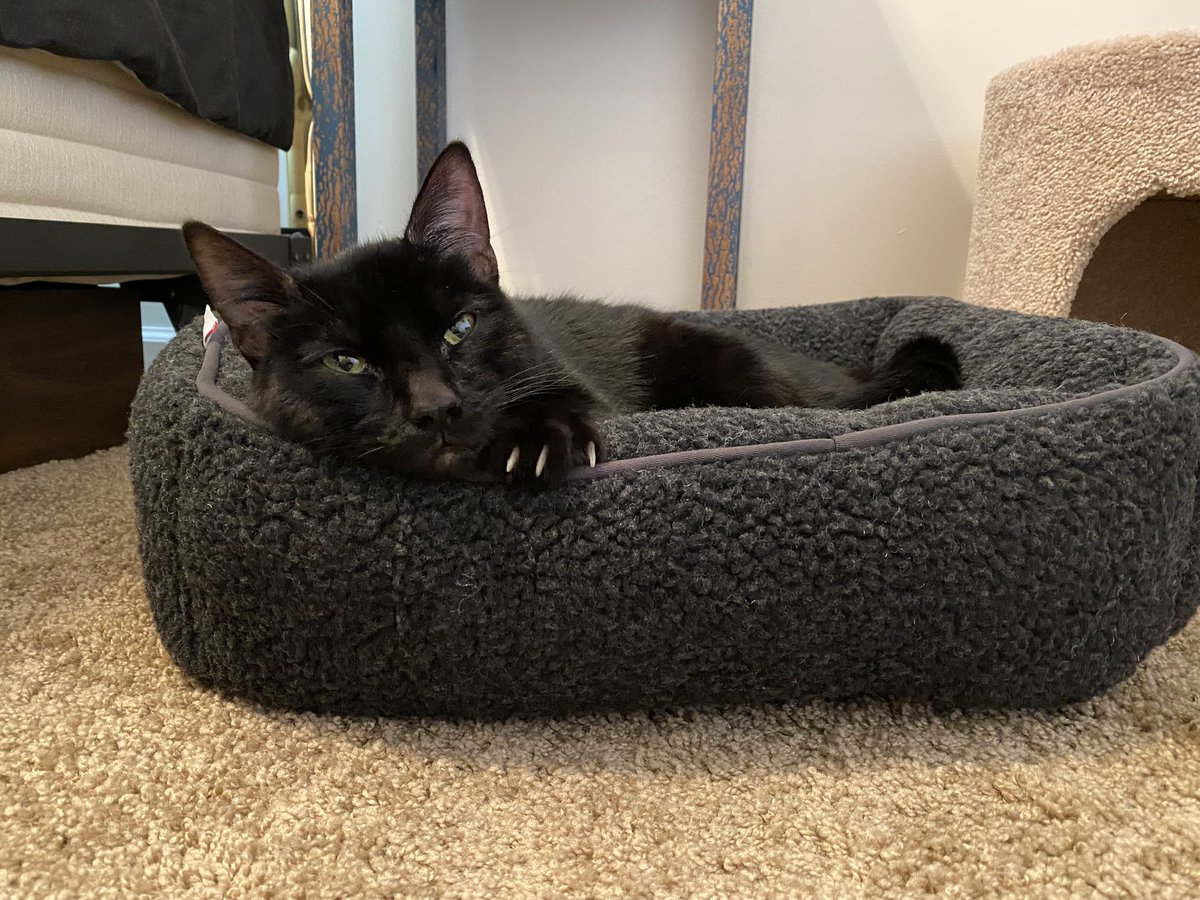 Charlie and, um. . .Bogie tweet media