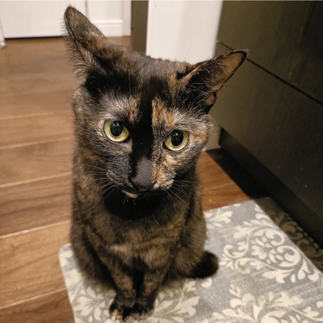 サビ猫の月麦 (@tsumugi_0260) / Posts / X