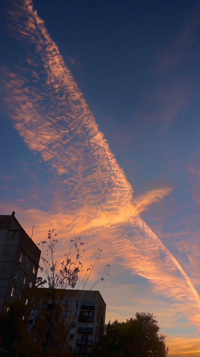 未だにこれ以上に美しい鳳凰を見たが無い