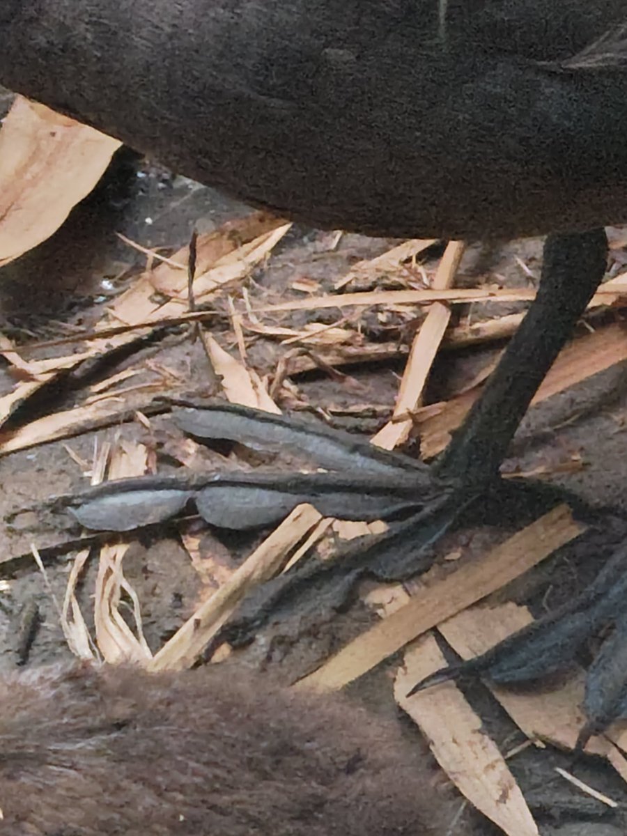 佐野あきお tweet media