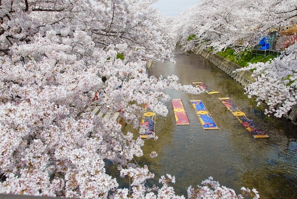 【愛知県の花見スポットまとめ】

・1枚目：鶴舞公園(名古屋市昭和区)
・2枚目：名古屋城(名古屋市中区)
・3枚目：岡崎城公園(岡崎市)
・4枚目：岩倉五条川(岩倉市)
・東山動植物園(名古屋市千種区)
・平和公園(名古屋市千種区)
・徳川園(名古屋市東区)
・庄内緑地(名古屋市西区)