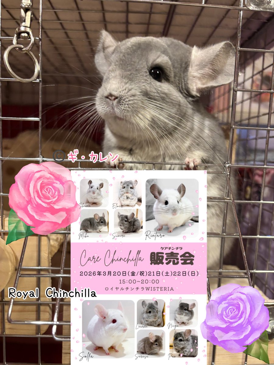 Royal Chinchilla（ロイヤルチンチラ） (@ChinchillaRoyal) / Posts / X