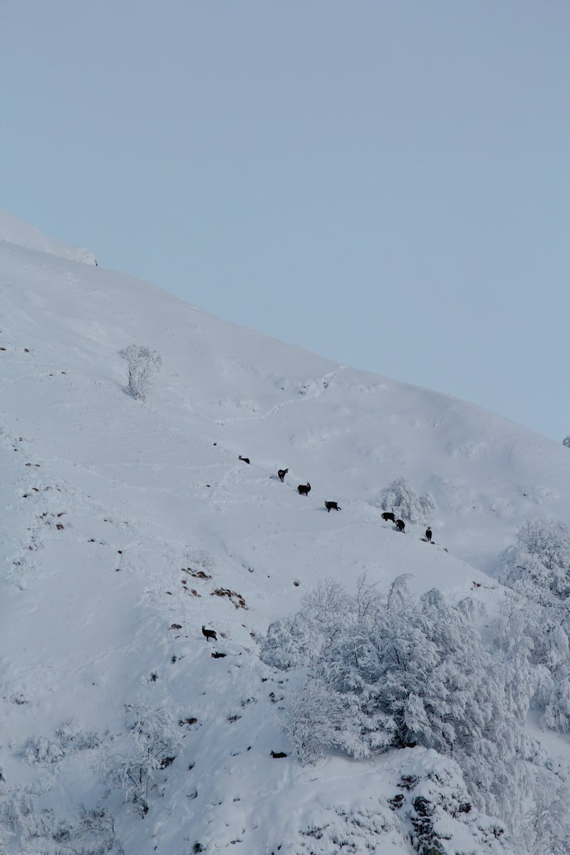 Massif du Sancy tweet media