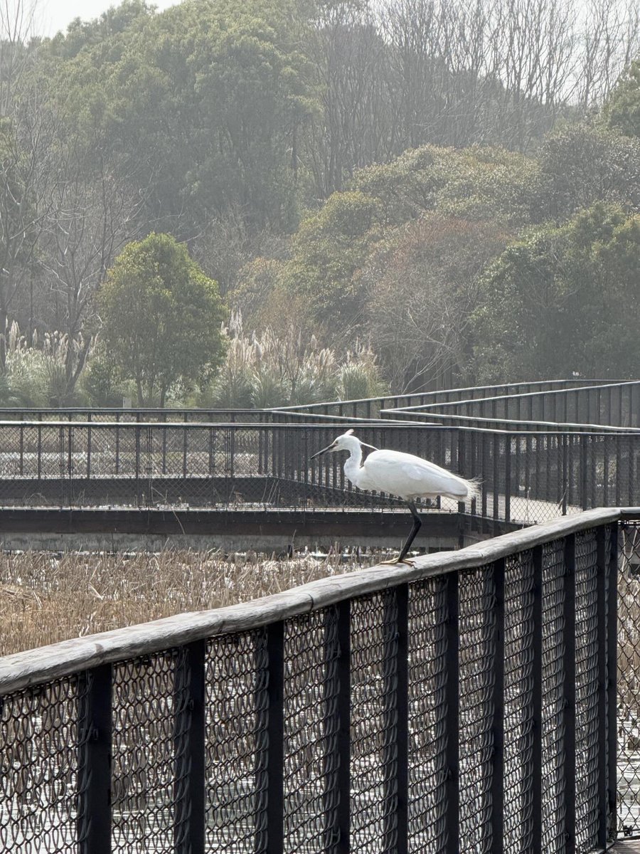 晚月女王S tweet media