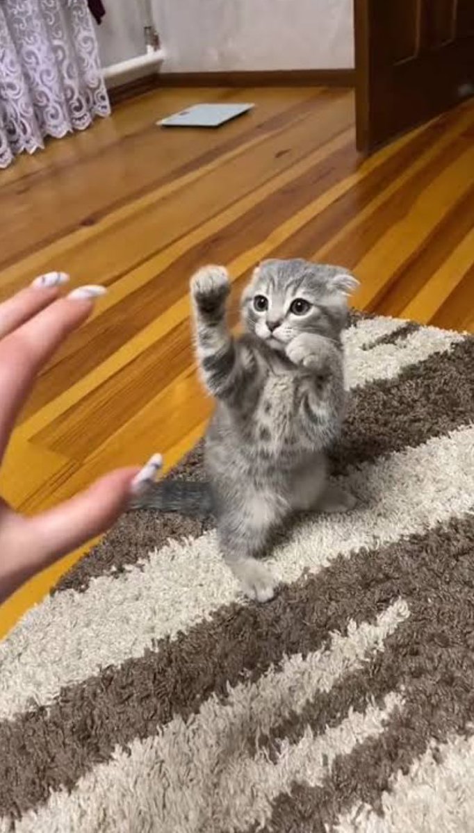 นานิจุ้บเหมียวดิว้าาา