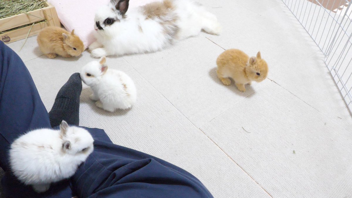 UsagimuraCh's tweet photo. うさぎ幼稚園🍼

https://t.co/avwsTnbQjP https://t.co/aZUnet1xOF