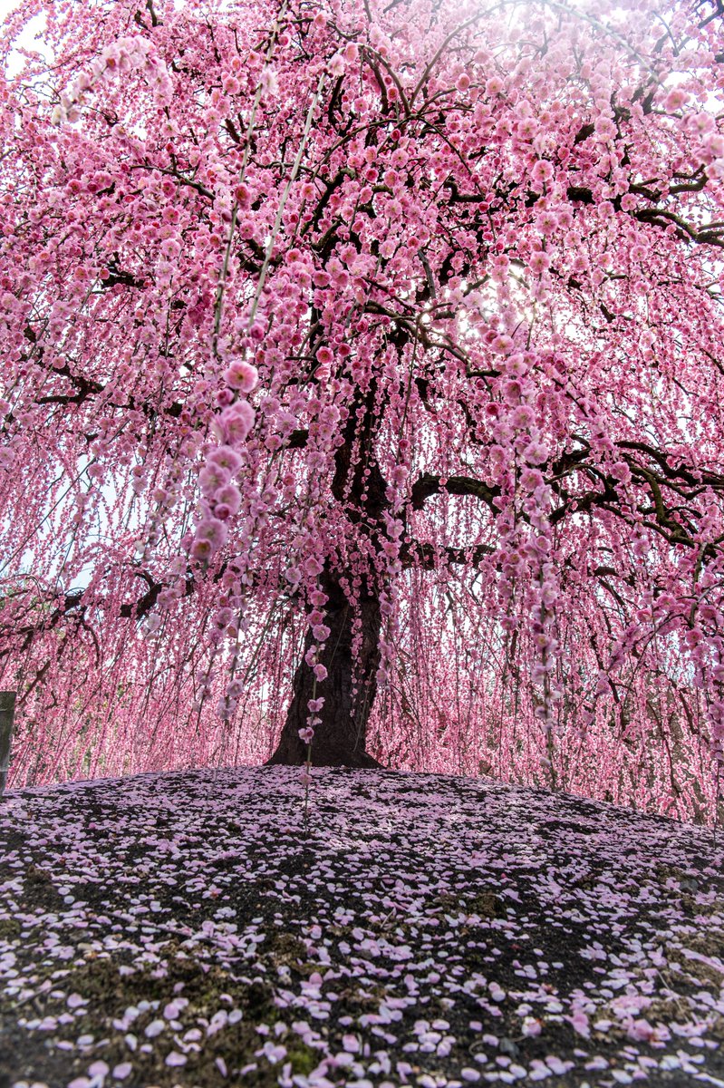 光の導き。

 #鈴鹿の森庭園 
 #しだれ梅まつり2026 
2029/2/28撮影📸

タップして開いてみてください😊