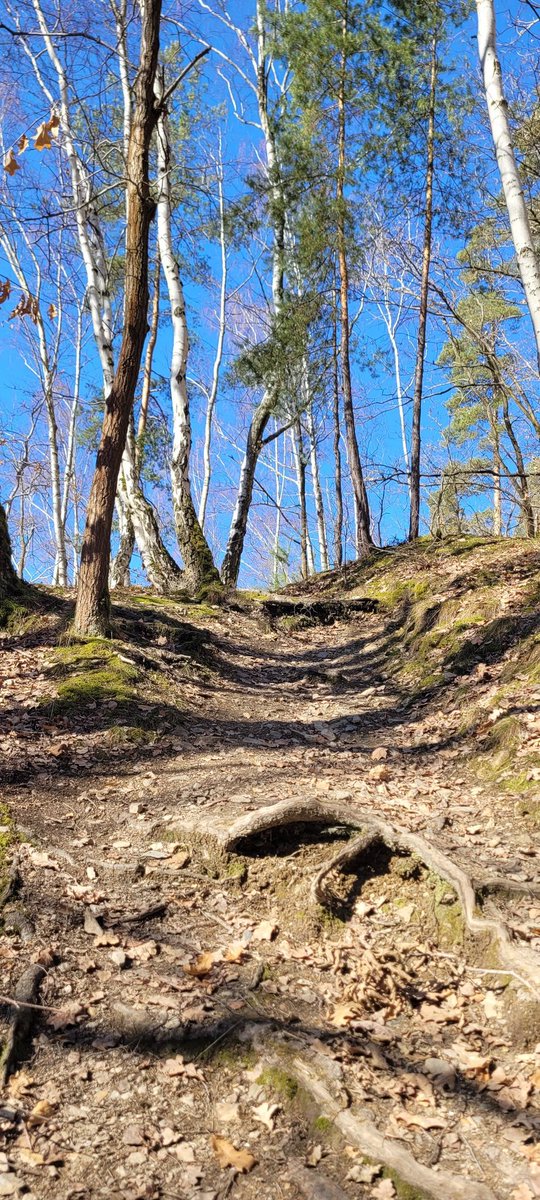 MataHariNino's tweet photo. „Dyš perete dítě ven, nežikáte: ‚Pocem, dáme si 10 km!‘ Ten dítě by žek: ‚Có?! 10 km? Já nemůžu!‘ Tak vy mu žikáte: ‚Pocem, dáme si vyházku – prima vyházku, mošna dlouhanáckou vyházku …‘“
P. S. Na 1 z fotek poledniho venceni je #utulkac. Kdo ho najde? 🙂
Krasny predjarni den! https://t.co/tilOwx52uf