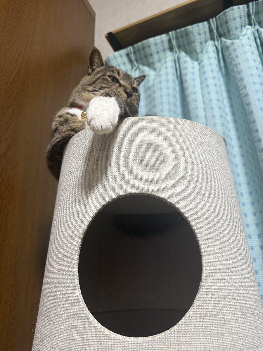 sasuke_with_C's tweet photo. このカインズのキャットタワー、はみ出たもふもふの毛を下の穴から触れるので神✨✨✨
#猫のいる幸せ https://t.co/QuMHJLdN0f
