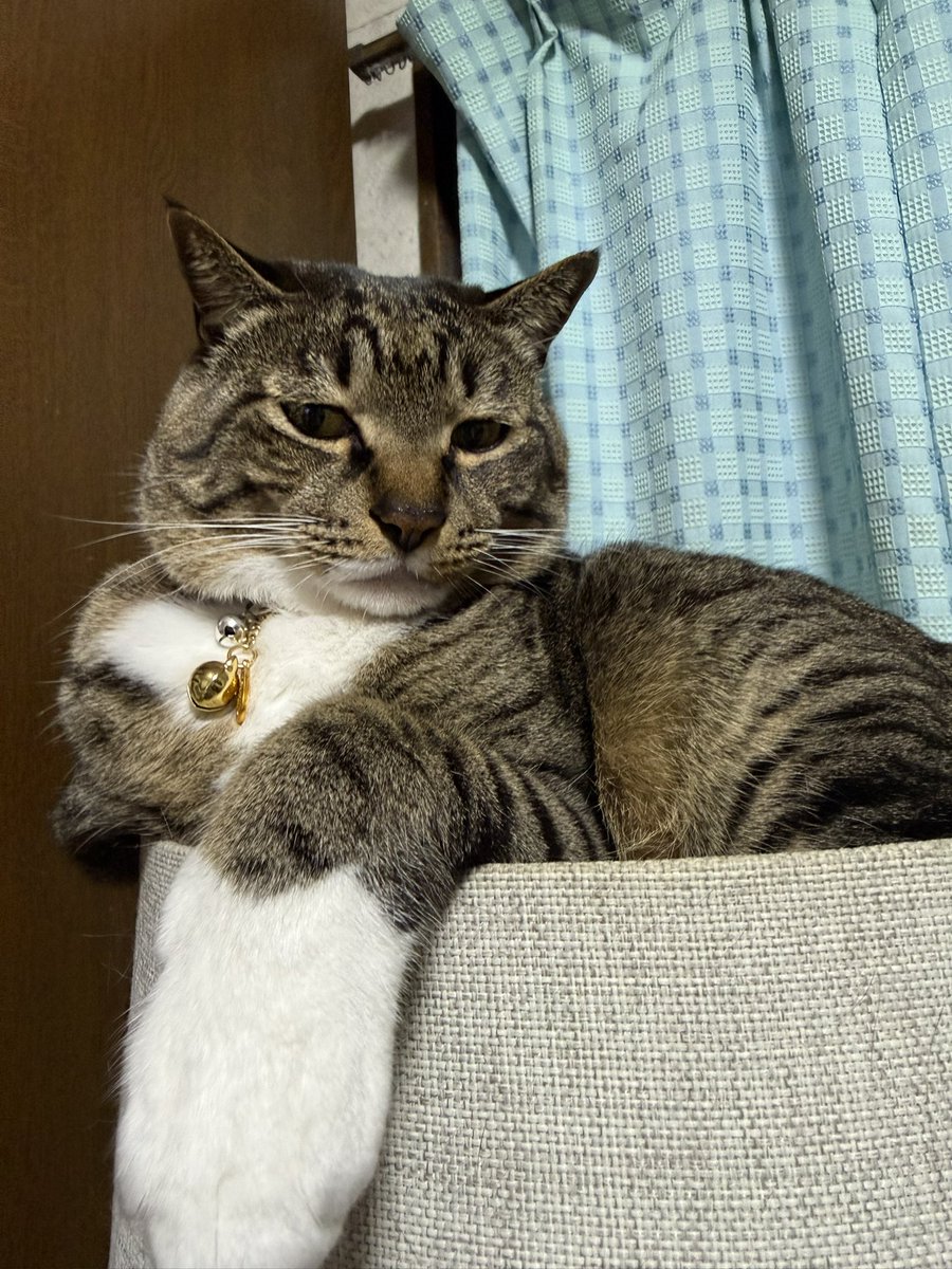 sasuke_with_C's tweet photo. このカインズのキャットタワー、はみ出たもふもふの毛を下の穴から触れるので神✨✨✨
#猫のいる幸せ https://t.co/QuMHJLdN0f