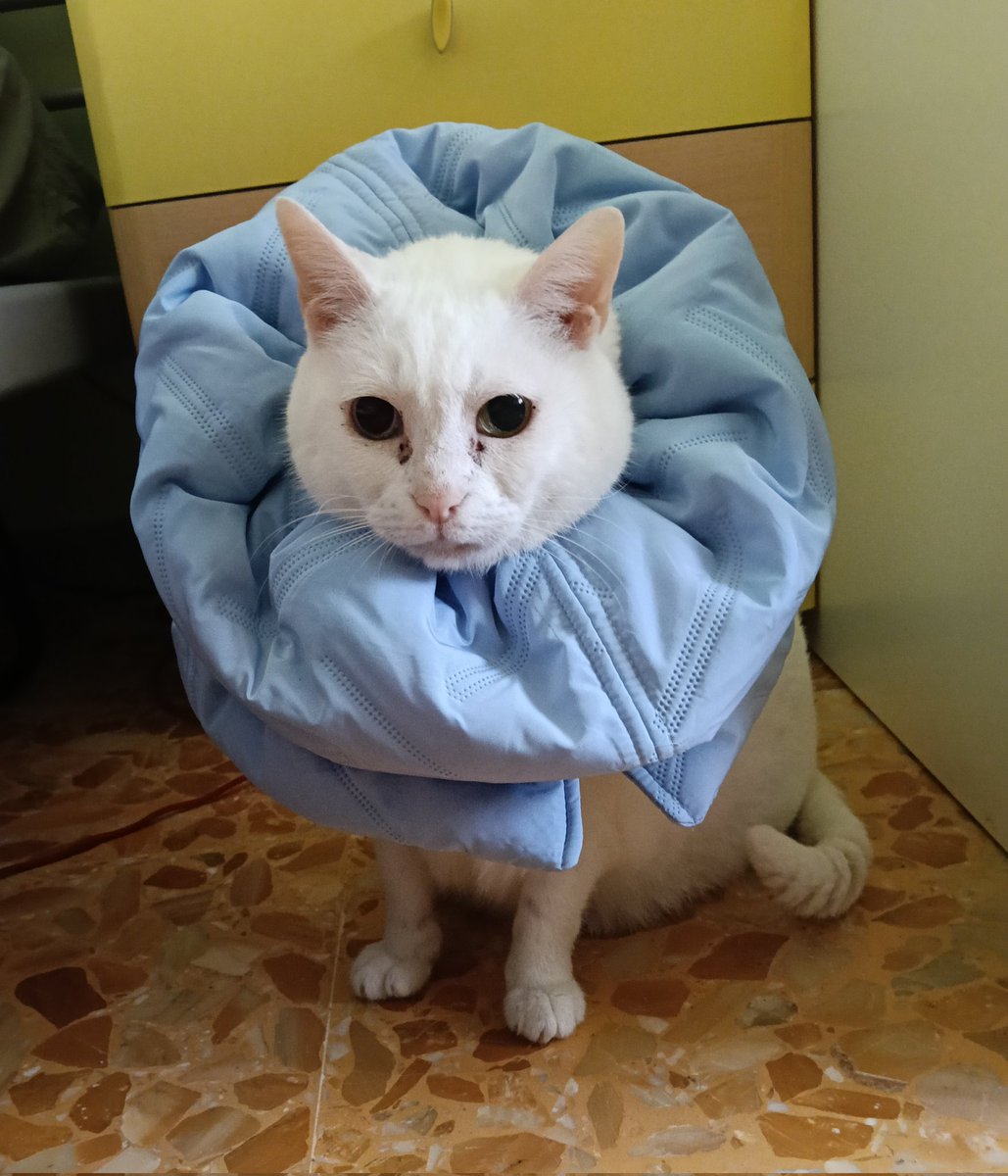 Cecenia (Lady Ciocia) tweet media