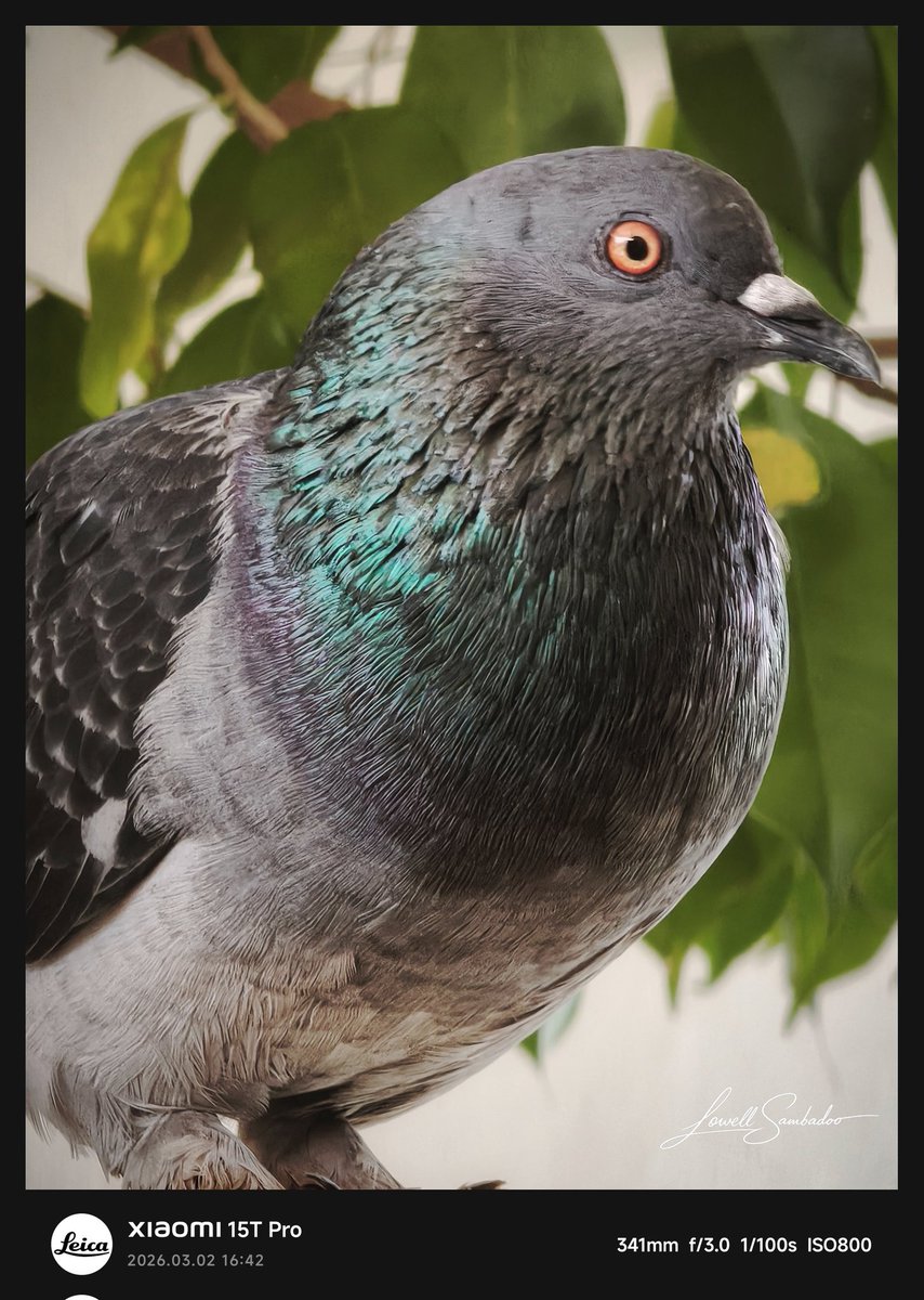 Jlowell3's tweet photo. Urban wildlife, captured in stillness.
Details you don’t notice… until you look closer.
Shot at 341mm on the Xiaomi 15T Pro — because great photography isn’t about the size of the camera, but the eye behind it.
#Xiaomi15TPro
#LeicaNatural
#WildlifePhotography
#BirdPortrait https://t.co/XT6peAD0ot