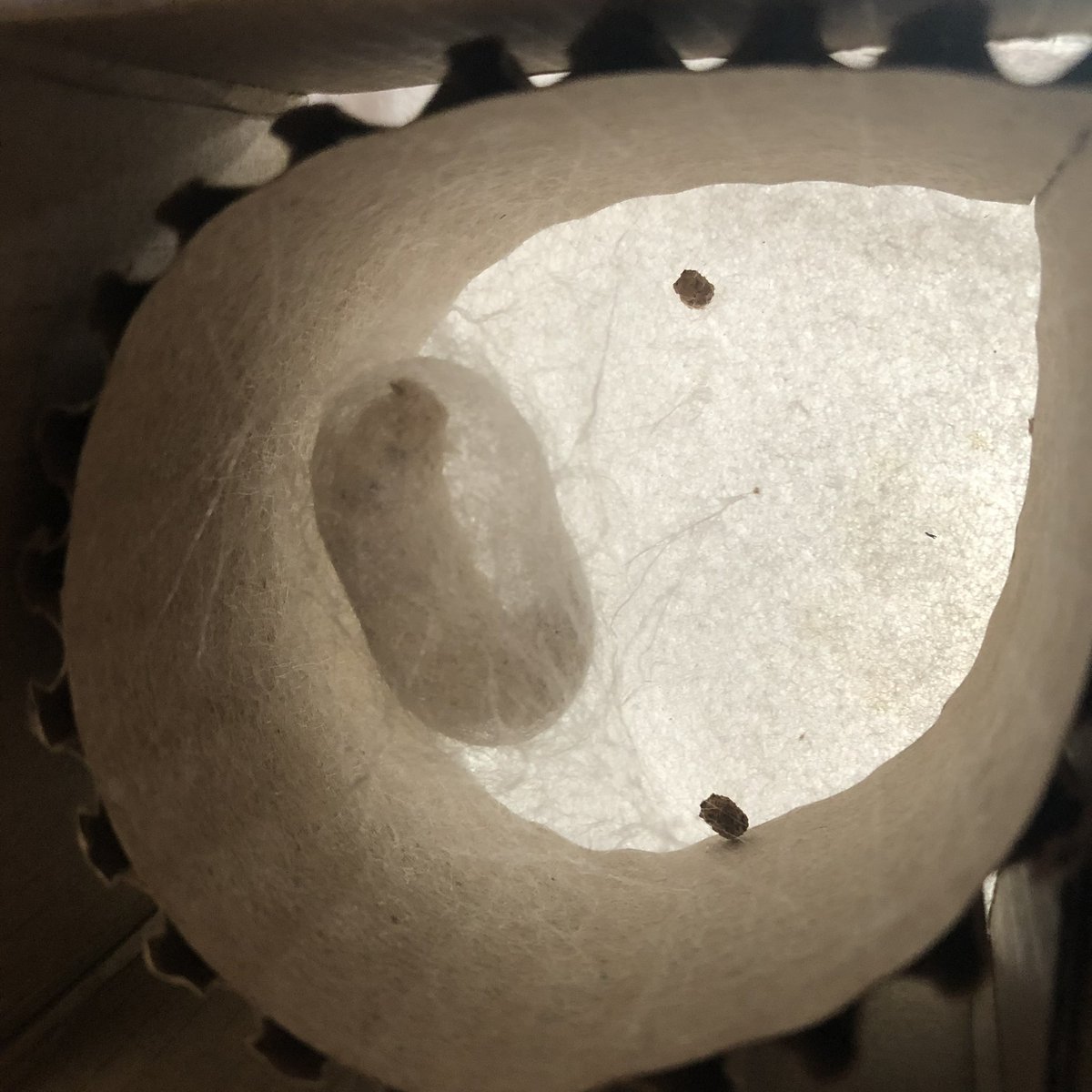 蚕を育て、繭玉から糸を紡ぎ、桑の葉と実で染色し、その糸を機織り機で