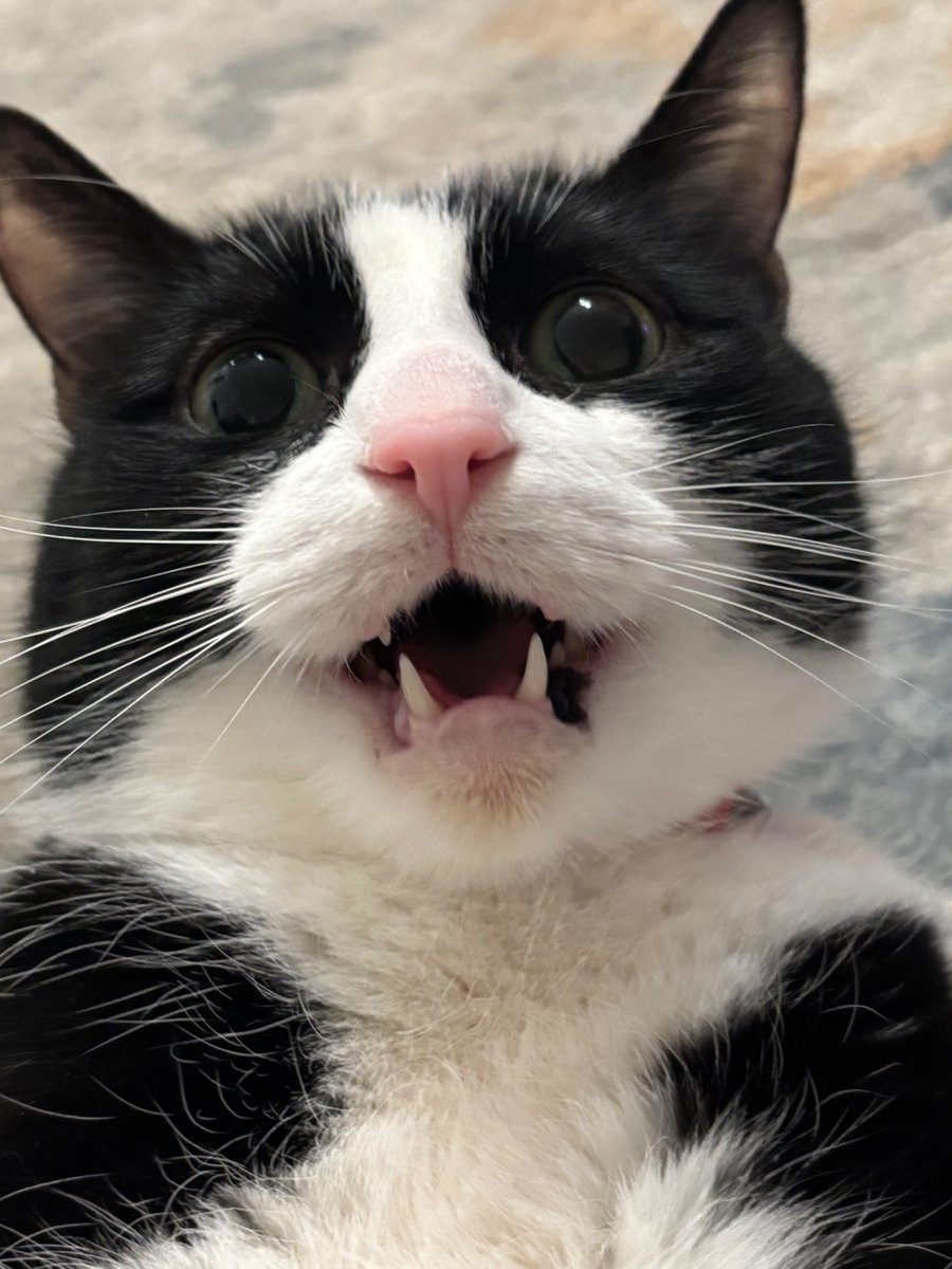 DEBUT ONLY 4 DAYS AWAY!!! GAOOOOOO (March 6th at 7pm est!!)