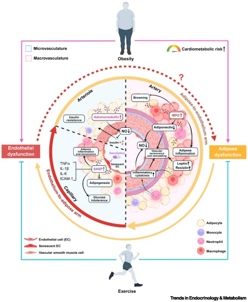Trends in Endocrinology & Metabolism tweet media