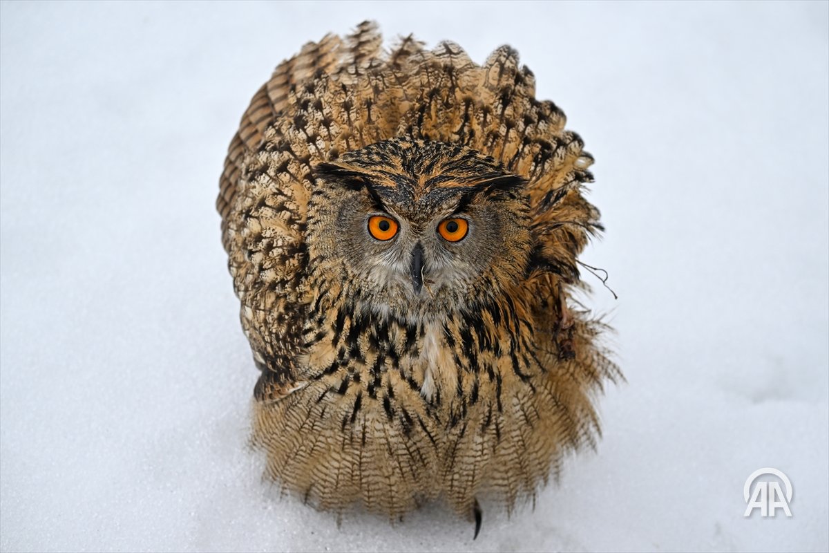 Anadolu Images tweet media