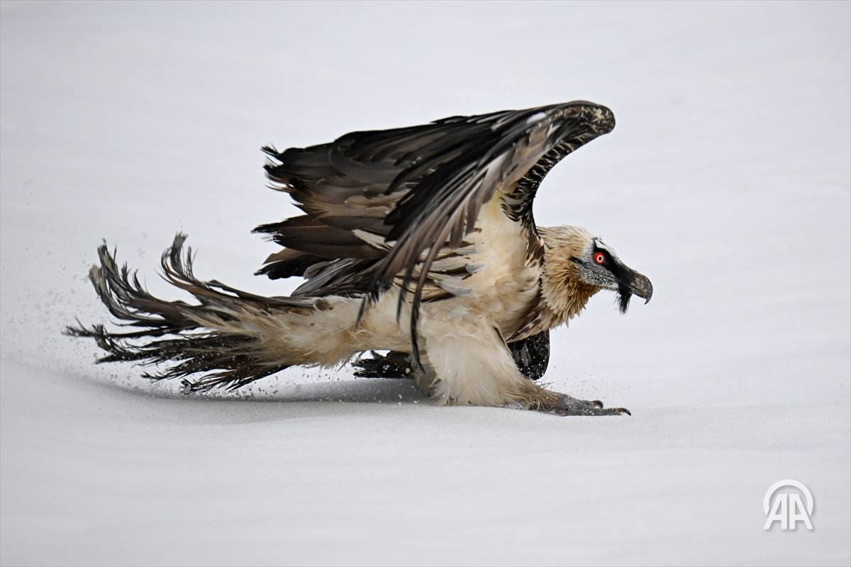 Anadolu Images tweet media