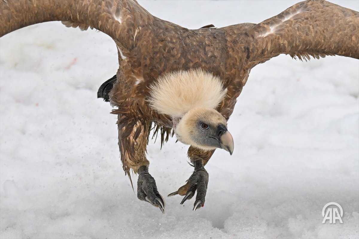 Anadolu Images tweet media