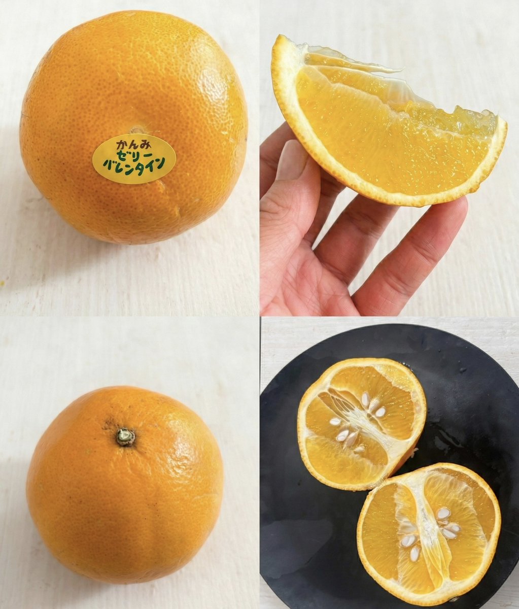 片親はチャンドラポメロです！👀