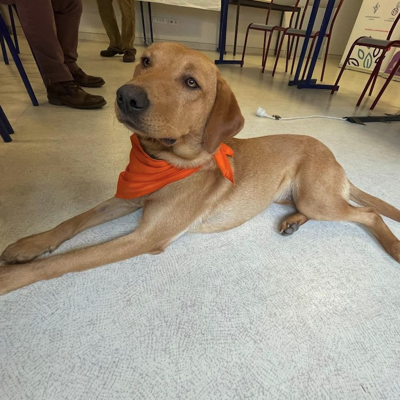 🇫🇷 Un chien accompagne désormais les enfants victimes de violences au CHU de Besançon. Cette femelle labrador, dénommée Anis, permet de les rassurer, de leur apporter du soutien et de libérer leur parole lors des consultations.🐕💗 (France Bleu)

📸 Célestin Navarro