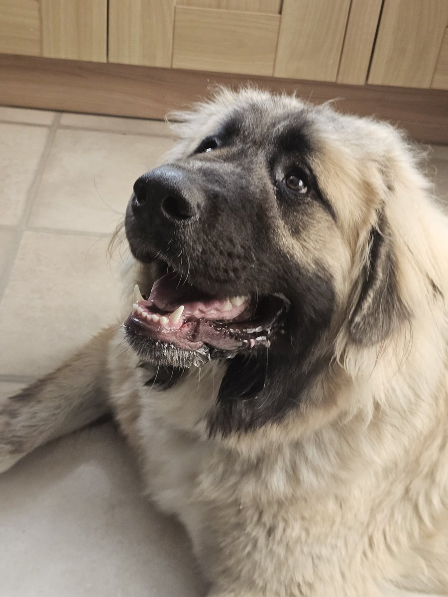 Laucian Ashborne 🎭 Tiefling ENVTUBER:PARTNER PUSH tweet media