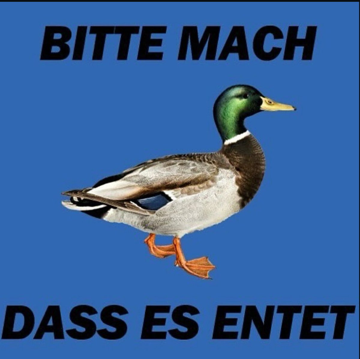 Bushrico tweet media