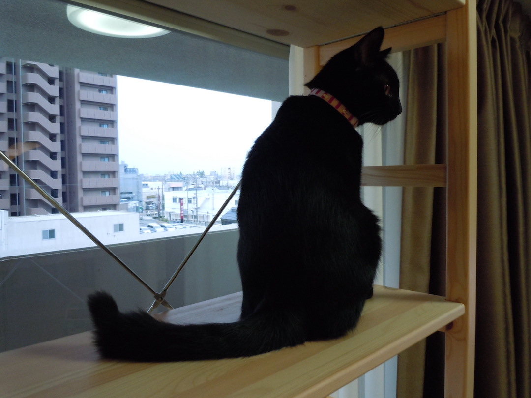 hanaitoton's tweet photo. のんのんお嬢様
　
絶対　横顔”も”美少女です
間違いありません
　
#猫のいる生活 #黒猫 https://t.co/KkVpJCT4yn