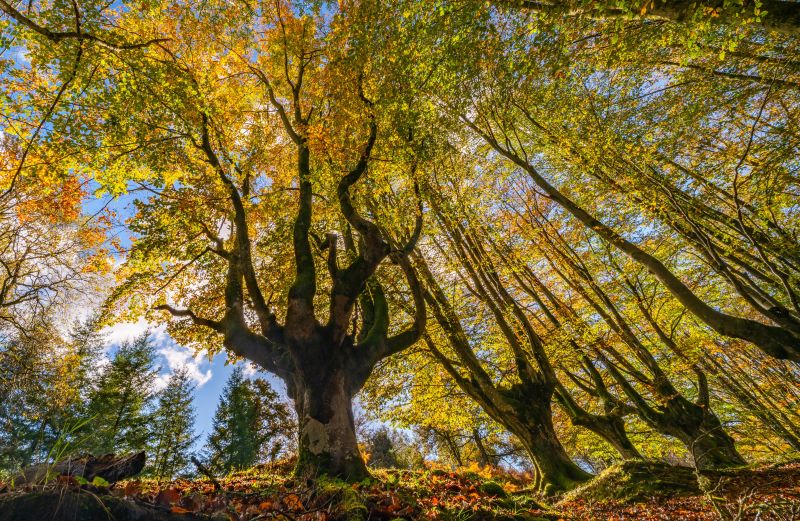 hazifundazioa's tweet photo. 🌳 Badira hazten ez ezik… gure memoria zaintzen duten zuhaitzak.
Euskadin badaude mendeetako historiaren lekuko izan diren zuhaitz mitikoak.
HAZIn tradizioa eta jasangarritasuna uztartzeko lan egiten dugu.
Zuhaitzak zaintzea garena zaintzea delako. 🌿
#hazifundazioa #basoa https://t.co/0ZXJbXbCIR