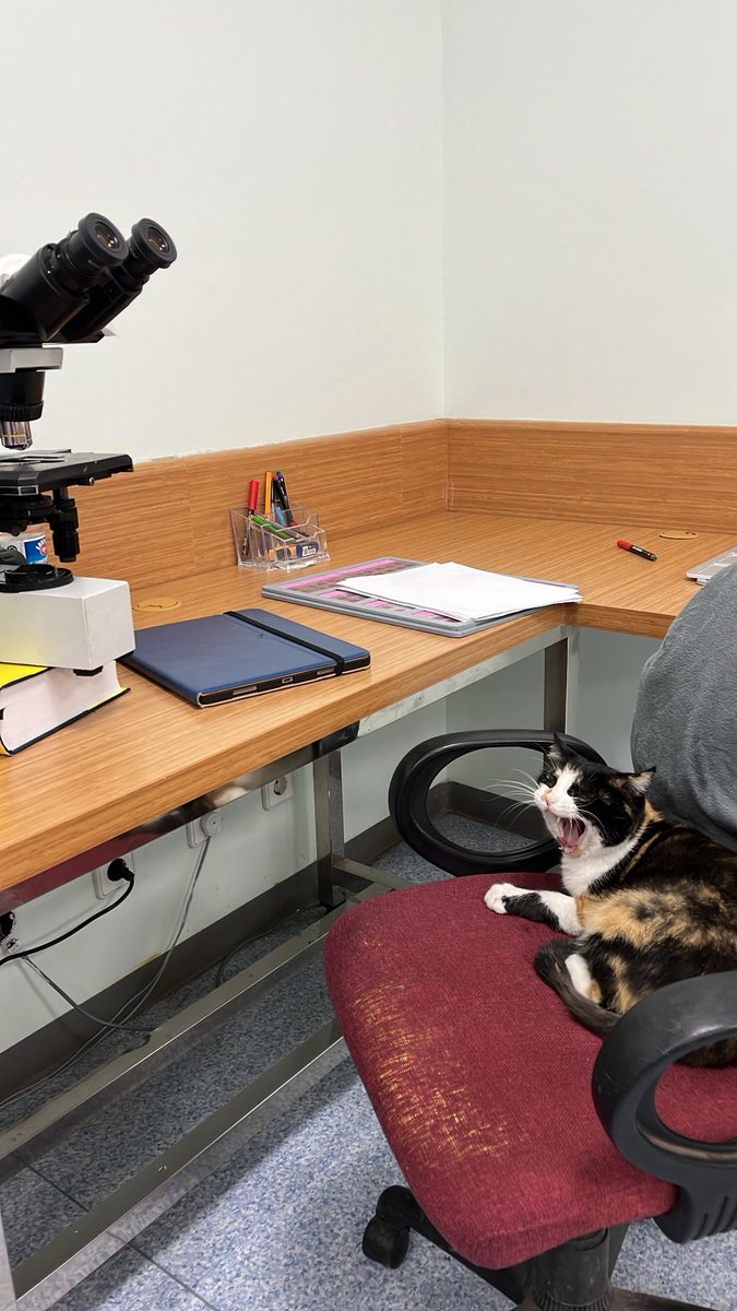 Selim Sürer tweet media