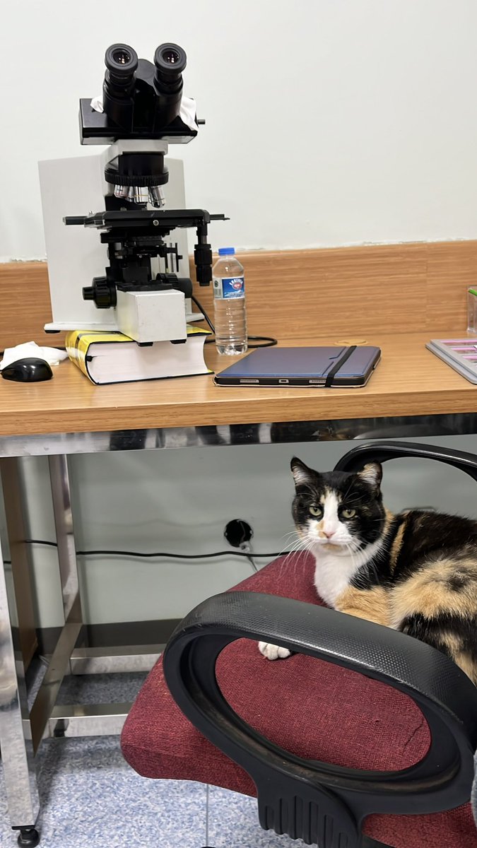 Selim Sürer tweet media