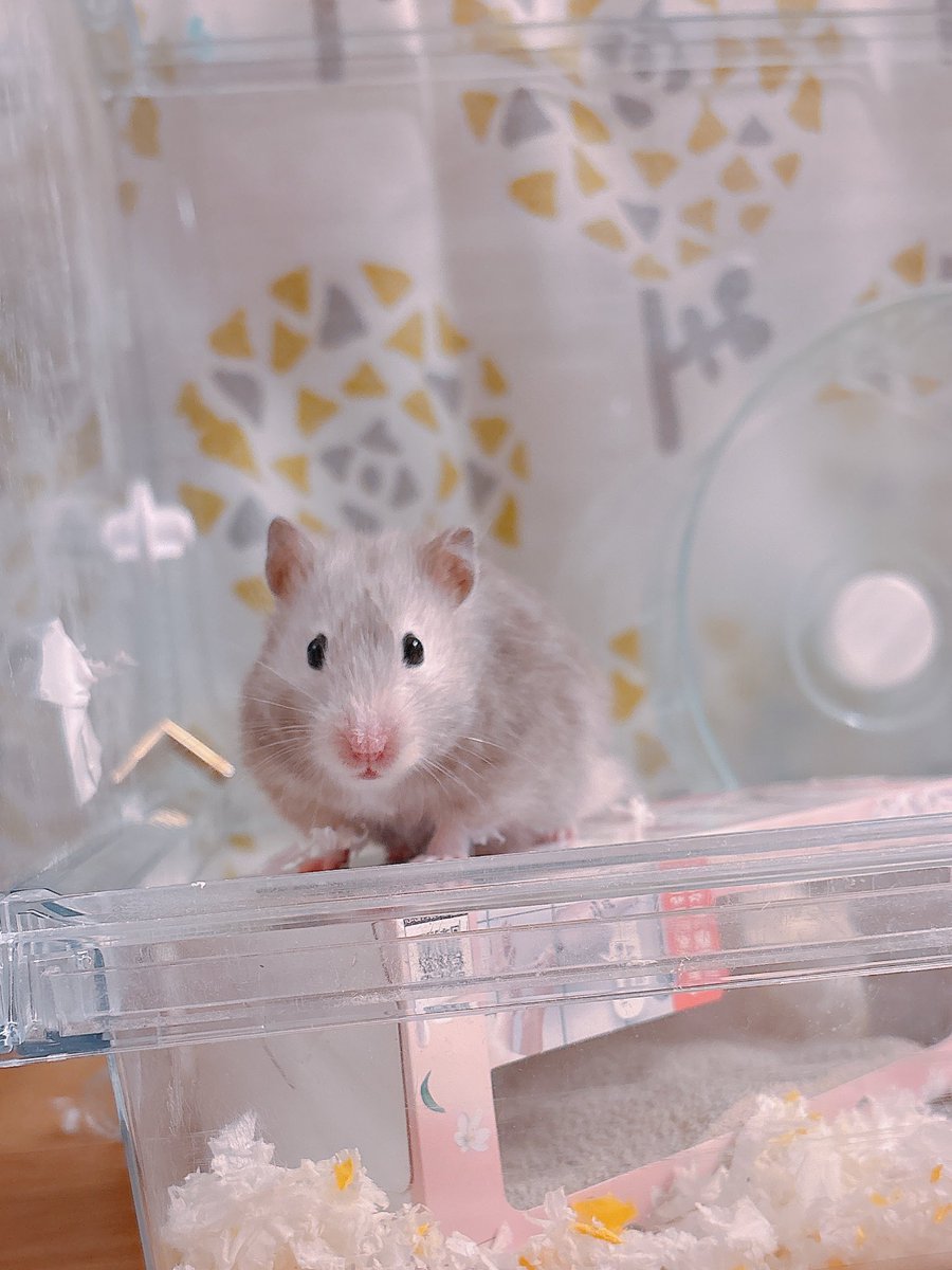 ハムちゃん🐹 (@nagihagiyubeshi) on X