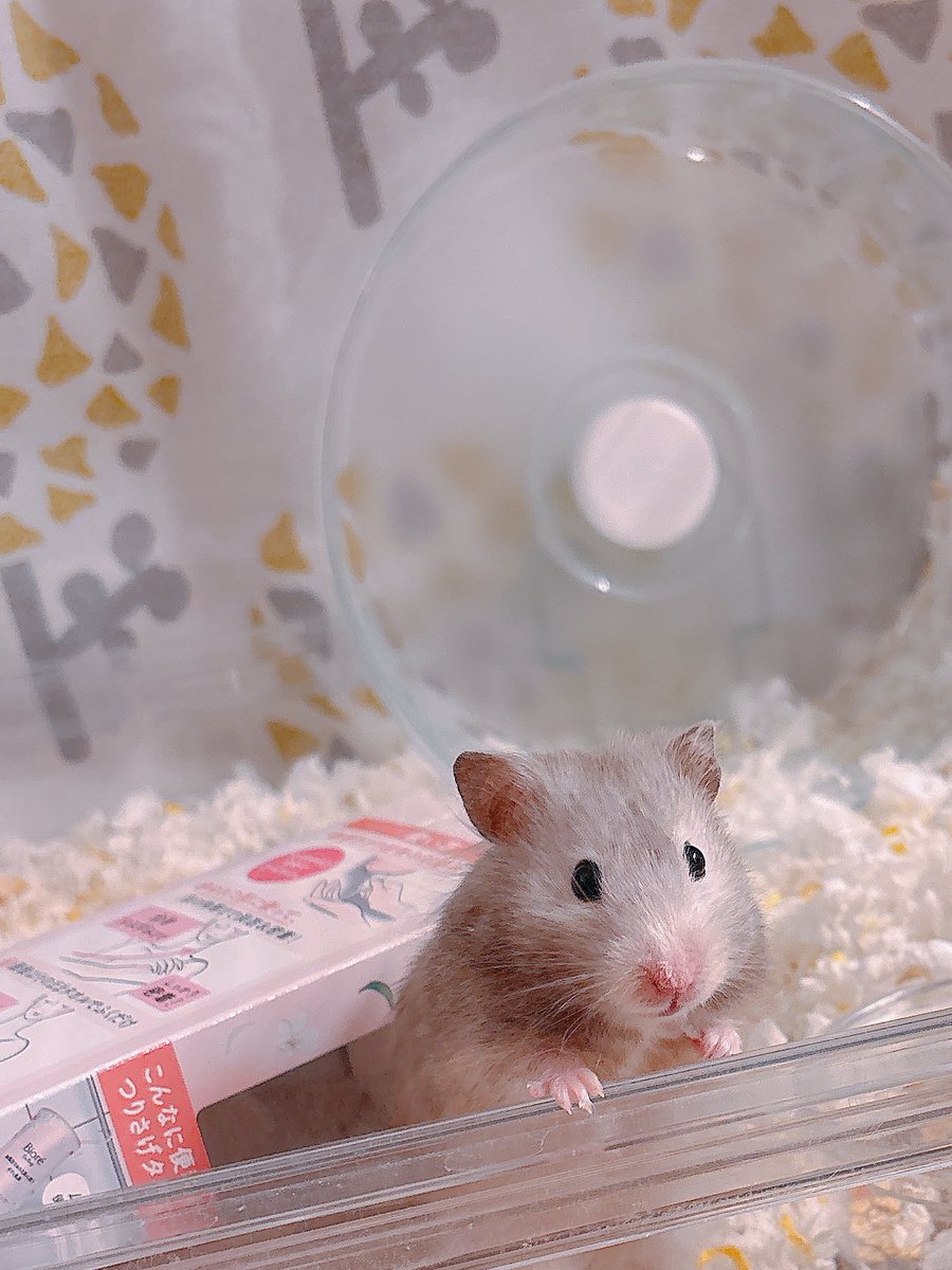 ハムちゃん🐹 (@nagihagiyubeshi) on X