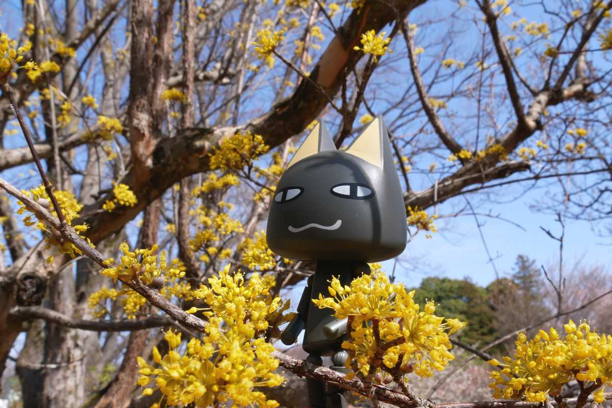 梅の旬は少し過ぎていたけど、遅咲きの品種を楽しめたのニャ🌸
この公園でもサンシュが満開みャ。
＃どこでもいっしょ