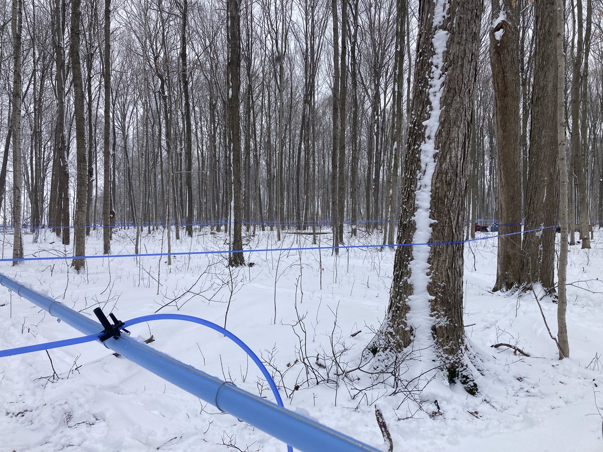 Lawrence McLachlan 🇨🇦 tweet media