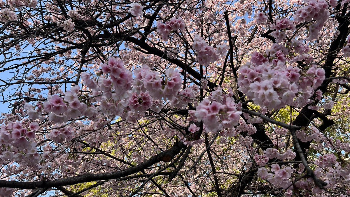 japantotheworld.com tweet media