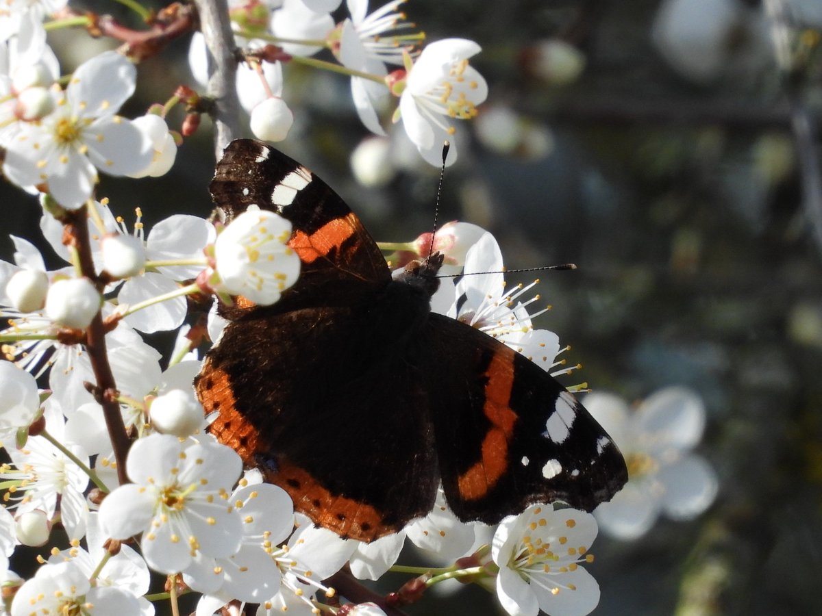 Adrian Brockless tweet media