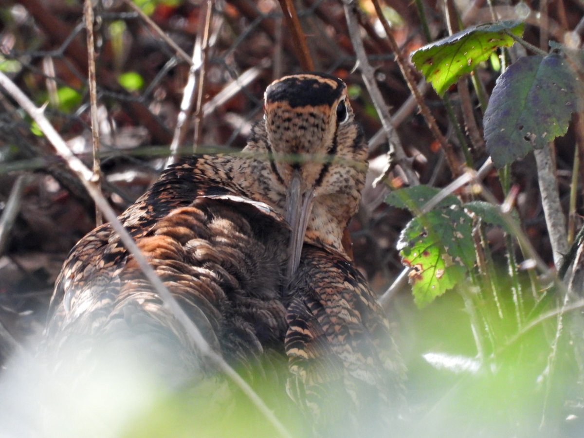 Adrian Brockless tweet media