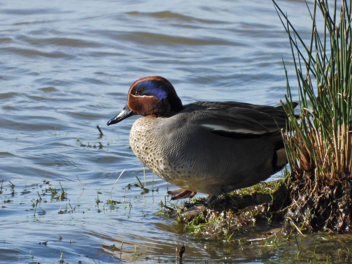 Adrian Brockless tweet media