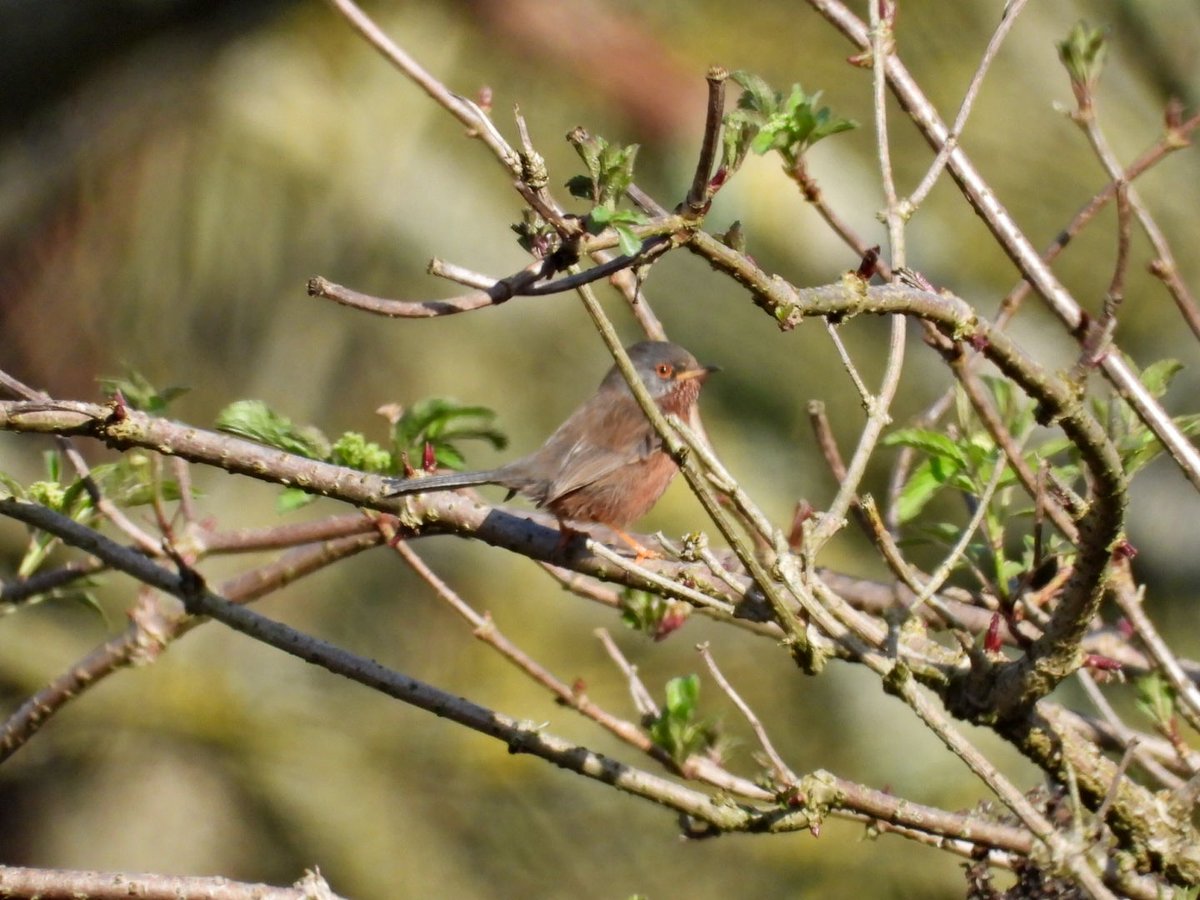 Good to see Red Admiral, Woodcock, Dartford Warbler and Teal at <a href="/RSPBPulborough/">RSPB Pulborough Brooks</a> today.