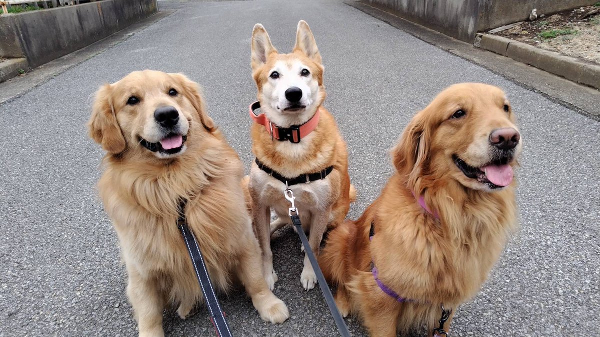 kedama_wacafe's tweet photo. 🐶アニマルカフェけだま🐱

🏠️千葉県柏市南増尾5-22-26
☎(04)7173-5888
⏰️11:30〜OPEN
🚉最寄り駅　五香駅
🚌五香駅からバス[松ノ井町入口]下車
🐾定休日　月曜[臨時定休有り]

貸切ふれあいのため事前予約をお願いしてます
お電話、DMにてお気軽にご連絡ください https://t.co/EHN7ymSV5e