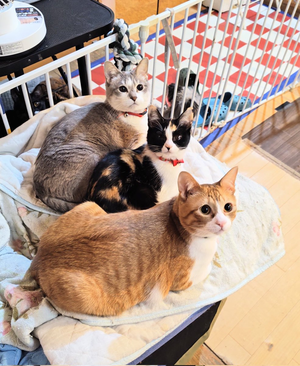 kedama_wacafe's tweet photo. 🐶アニマルカフェけだま🐱

🏠️千葉県柏市南増尾5-22-26
☎(04)7173-5888
⏰️11:30〜OPEN
🚉最寄り駅　五香駅
🚌五香駅からバス[松ノ井町入口]下車
🐾定休日　月曜[臨時定休有り]

貸切ふれあいのため事前予約をお願いしてます
お電話、DMにてお気軽にご連絡ください https://t.co/EHN7ymSV5e